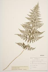 Cystopteris fragilis. Herbarium specimen, WELT P018045/B, showing mature, fertile, 2-pinnate-pinnatifid frond with acute or acuminate pinna apices.
 Image: B. Hatton © Te Papa CC BY-NC 3.0 NZ
